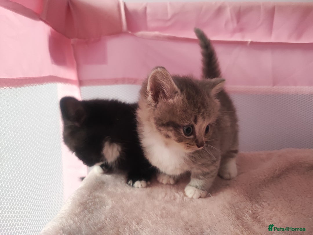 Devon Rex cats for sale: Munchkin x Devon rex  - Advert 16