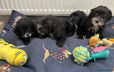 Jackapoo Dogs Breed - Information, Temperament, Size & Price | Pets4Homes