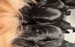 Goldendoodle dogs for sale: F1 Goldendoodle puppies fully heath tested parents - Advert 6