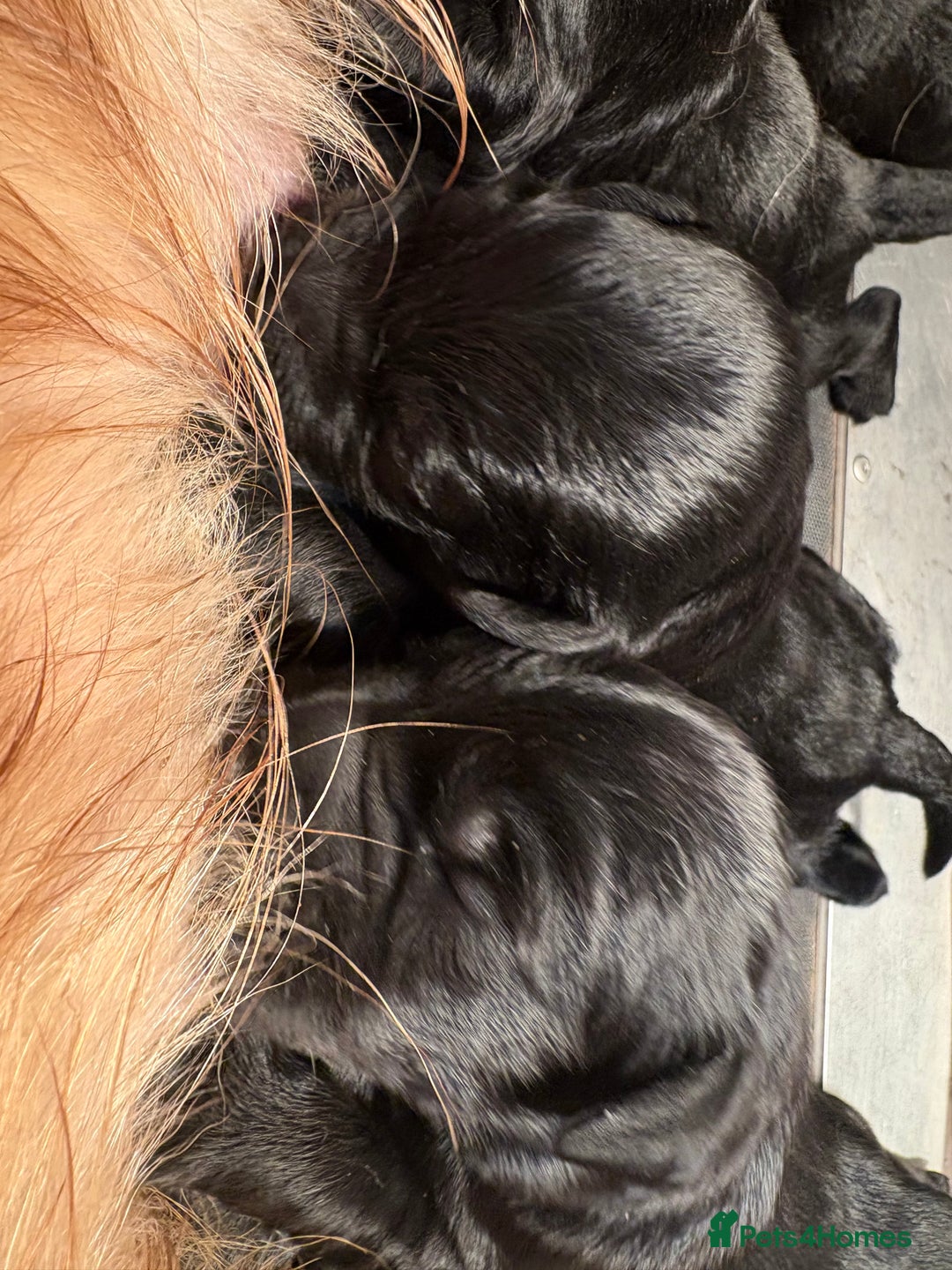 Goldendoodle dogs for sale: F1 Goldendoodle puppies fully heath tested parents - Advert 6