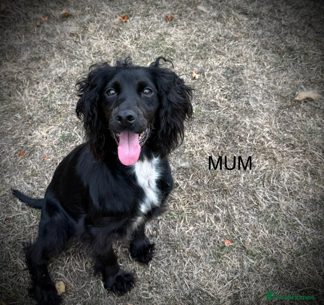 Cocker Spaniel dogs for sale: Beautiful cocker spaniel puppies - Image 6