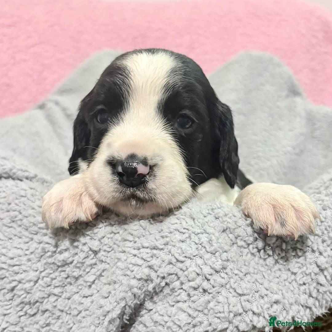 Springador dogs for sale: Beautiful Springador Puppies – 4 Weeks Old  - Advert 8