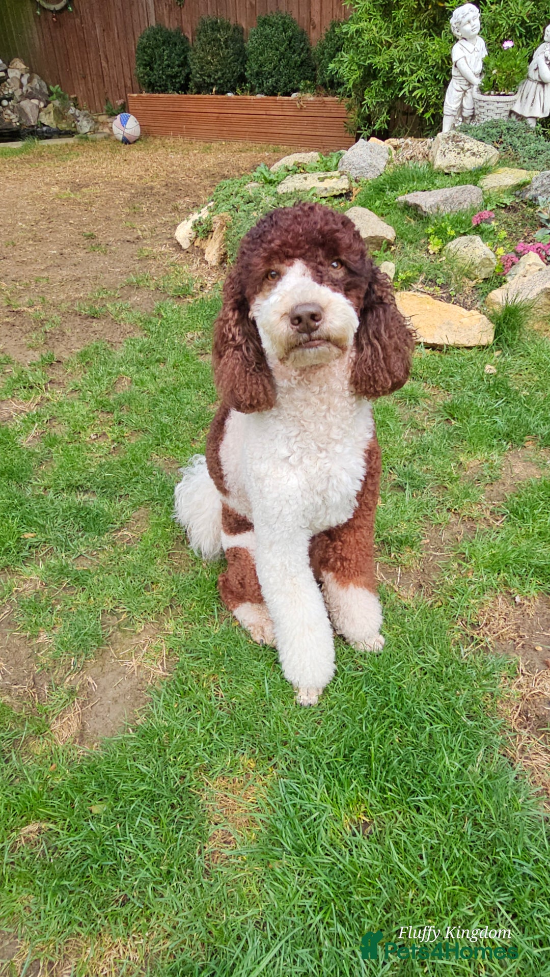 Poodle dogs for stud: FULLY HEALTH TESTED MOYEN POODLE STUD! in Kettering - Image 10