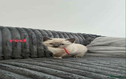 Ragdoll cats for sale: 5 Adorable Ragdoll Kittens🐾 - Image 17