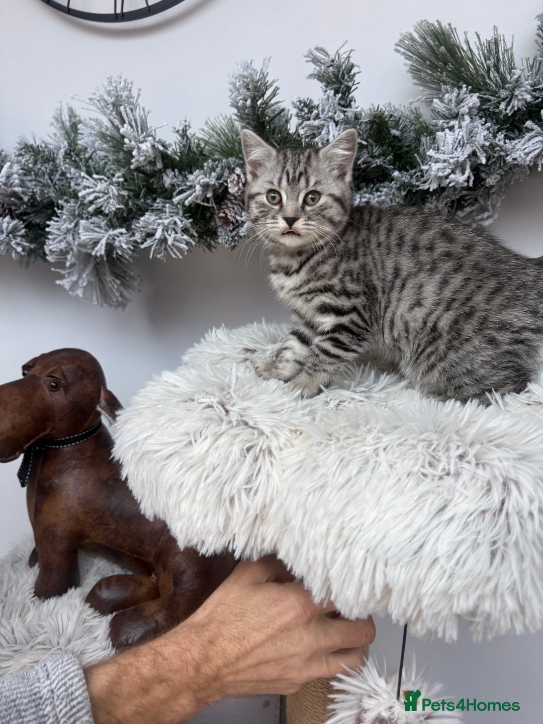 Brazilian Shorthair cats for sale: British shorthair  - Advert 4