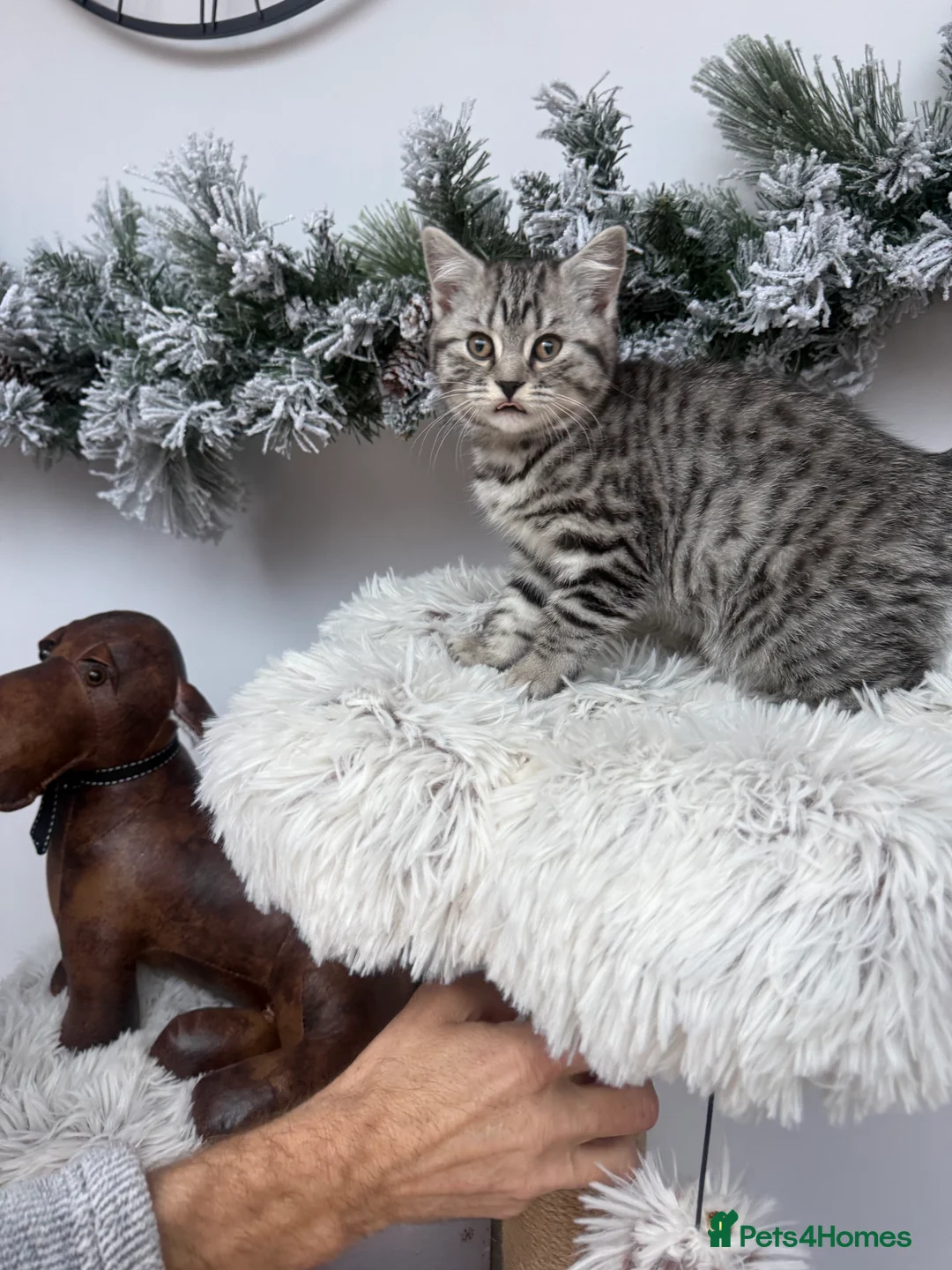 Brazilian Shorthair cats for sale: British shorthair  - Advert 4