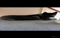 Akita dogs for sale: 18 month old male Akita for sale - Image 8