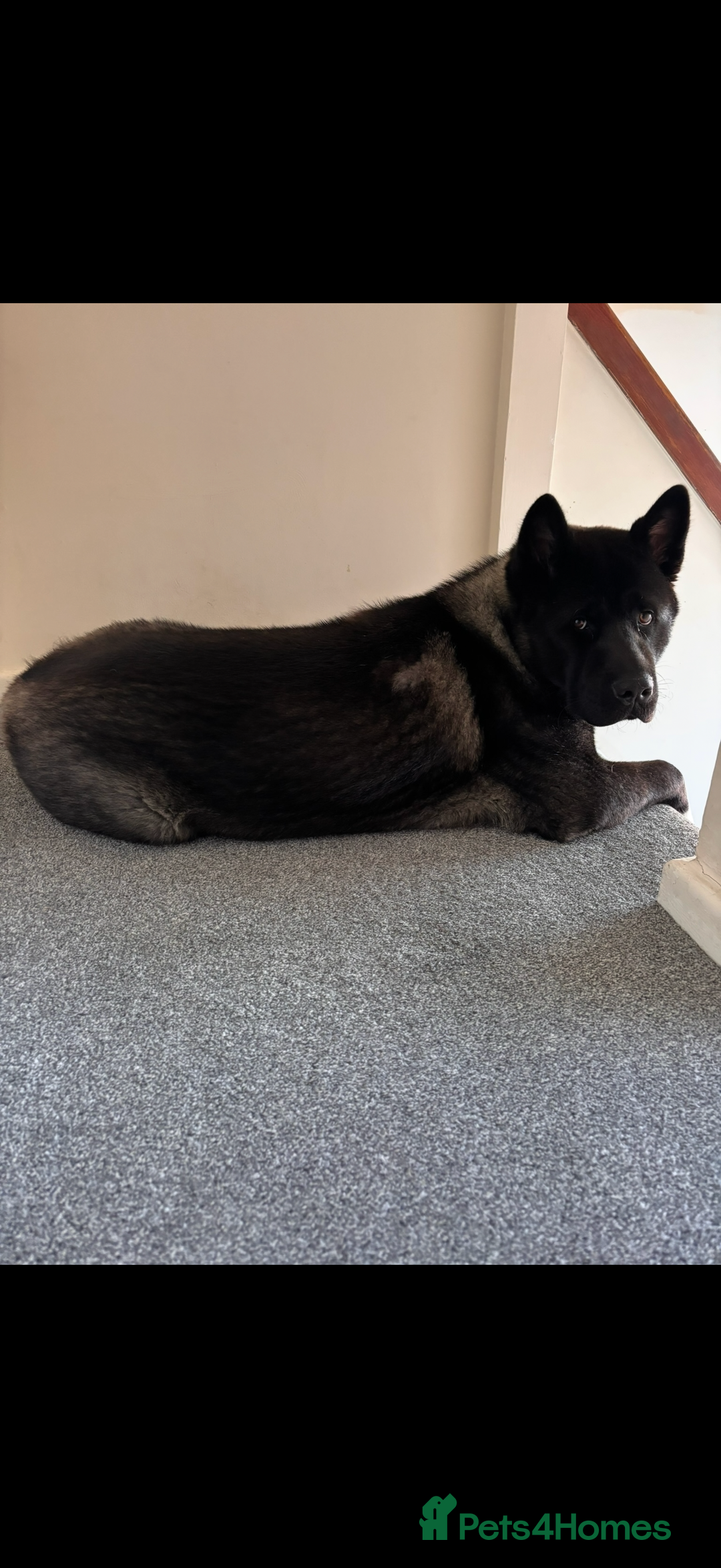 Akita dogs for sale: 18 month old male Akita for sale - Image 8