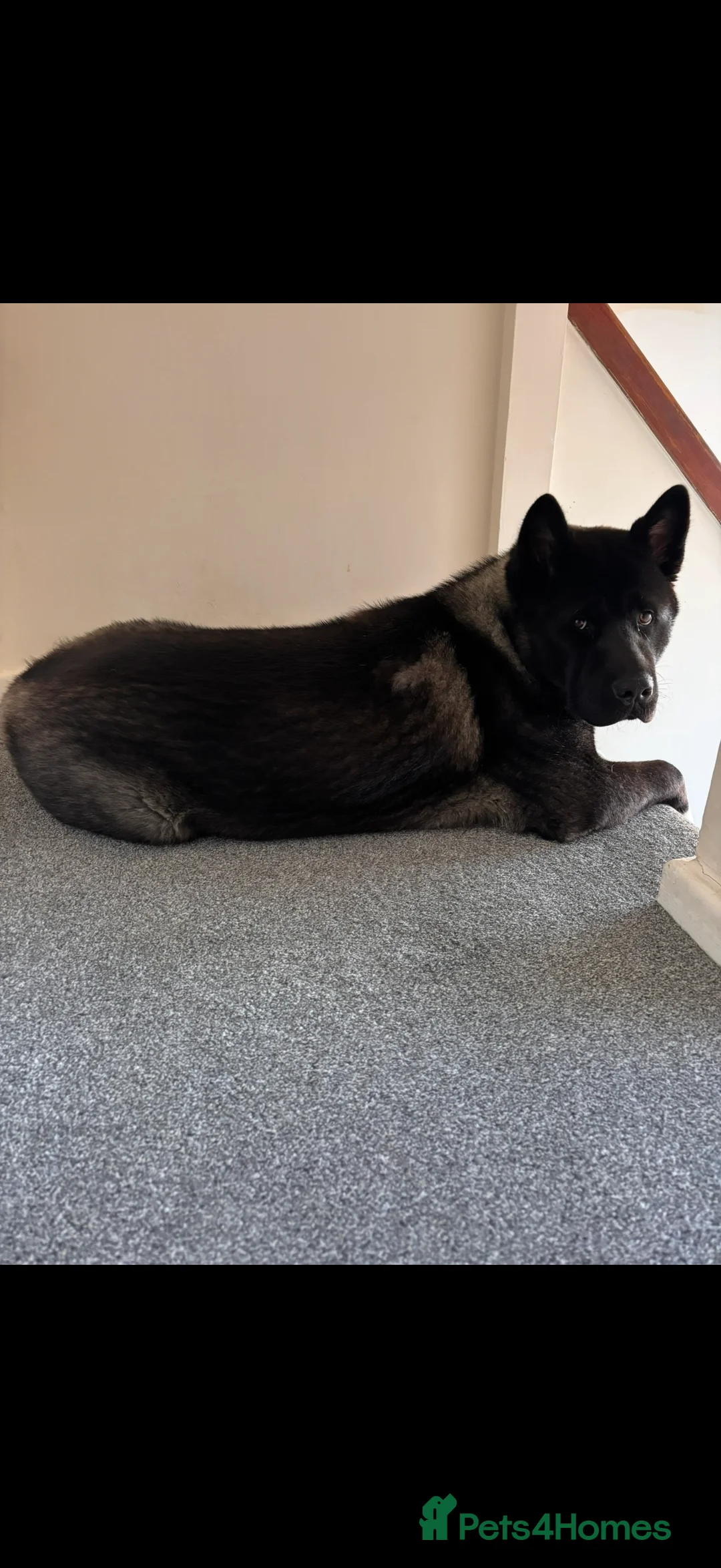 Akita dogs for sale: 18 month old male Akita for sale - Advert 8