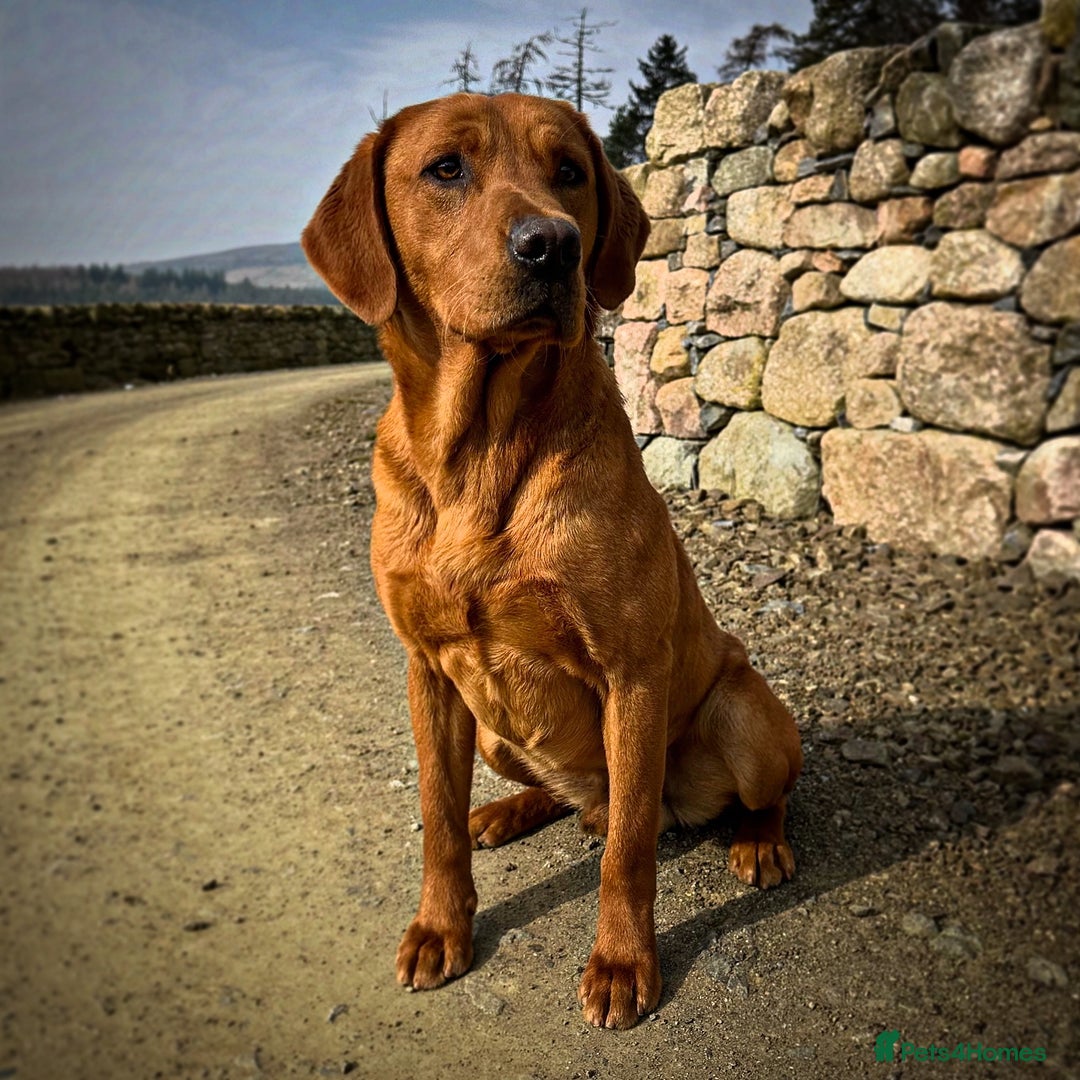 Labrador Retriever dogs for stud: Fully Health Tested KC Fox Red Labrador 🏆🧬 in Aboyne - Image 4
