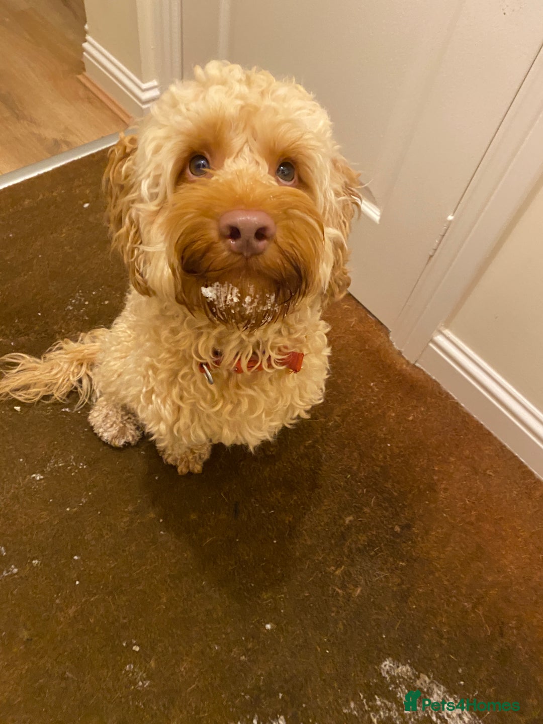 Cockapoo dogs for stud: Rufus - Advert 3