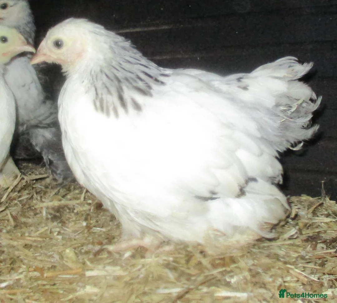 Chickens poultry for sale:  Colombian, silver/black Pekin Bantam pullets Aug/ - Advert 6