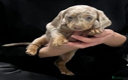 Miniature Dachshund dogs for sale: 🥰 Stunning Miniature Dachshunds 🥰 - Advert 6