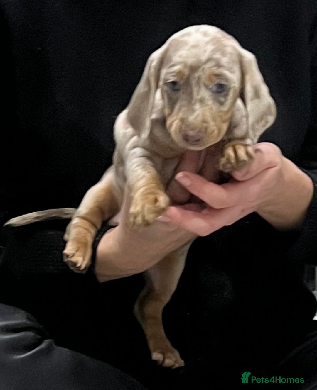 Miniature Dachshund dogs for sale: 🥰 Stunning Miniature Dachshunds 🥰 - Advert 6