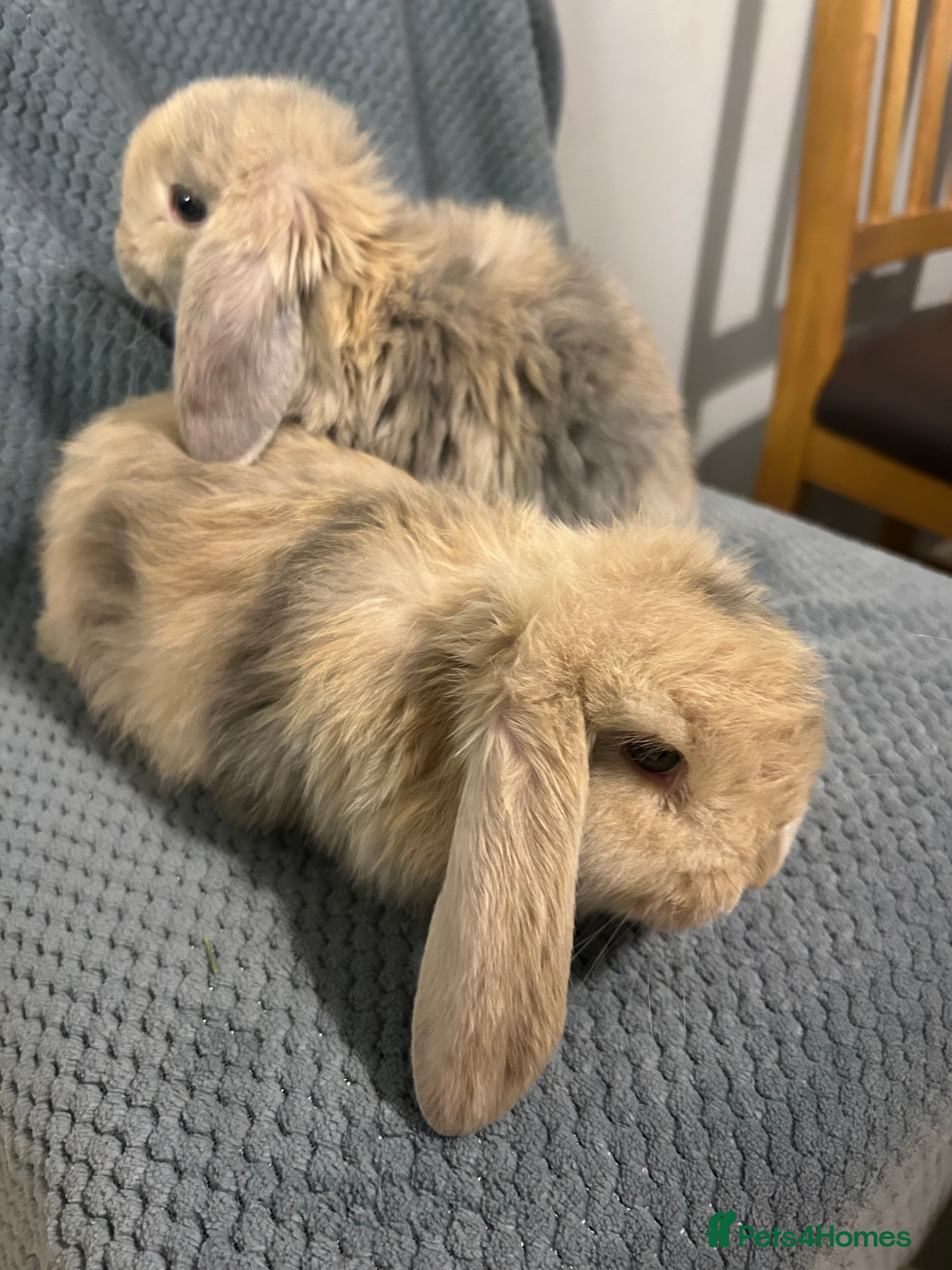 French Lop rabbits French lop babies - Advert 2