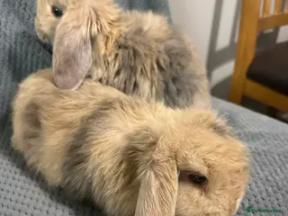 French Lop rabbits French lop babies - Advert 2