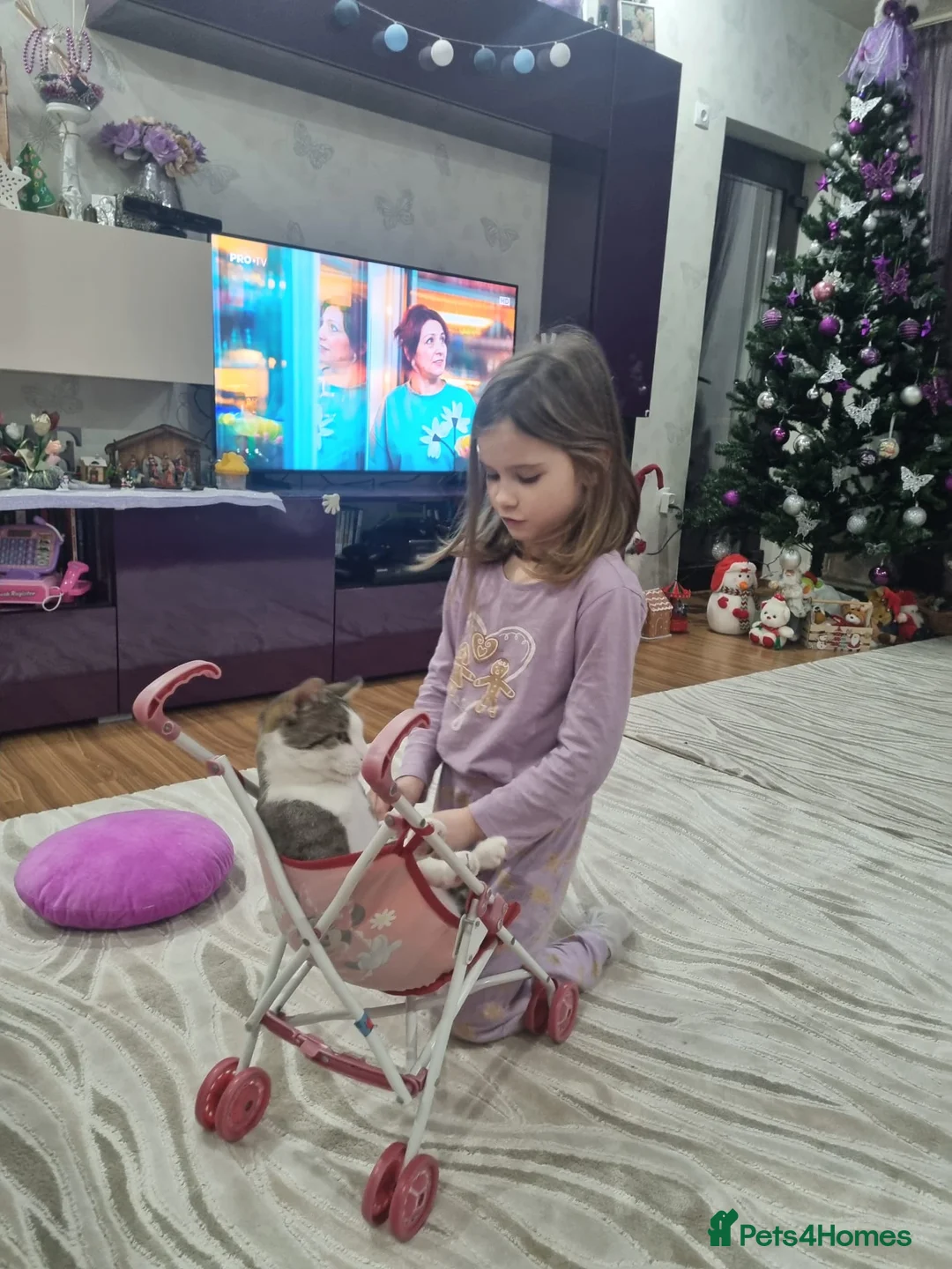 Mixed Breed cats for sale: TOMMY -a very friendly boy who needs a Loving Home - Advert 14