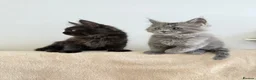 Maine Coon cats for sale:     Stunning Purebred Maine Coon Kitten - Advert 23