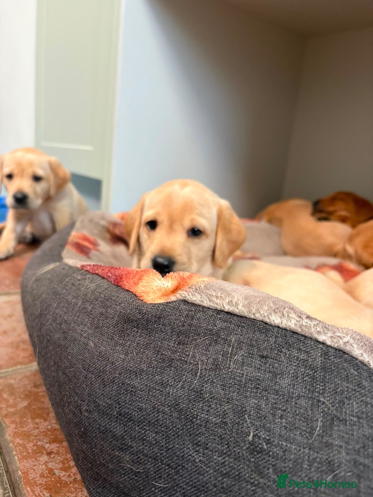 Labrador Retriever dogs Yellow KC, health tested Labradors  - Advert 12