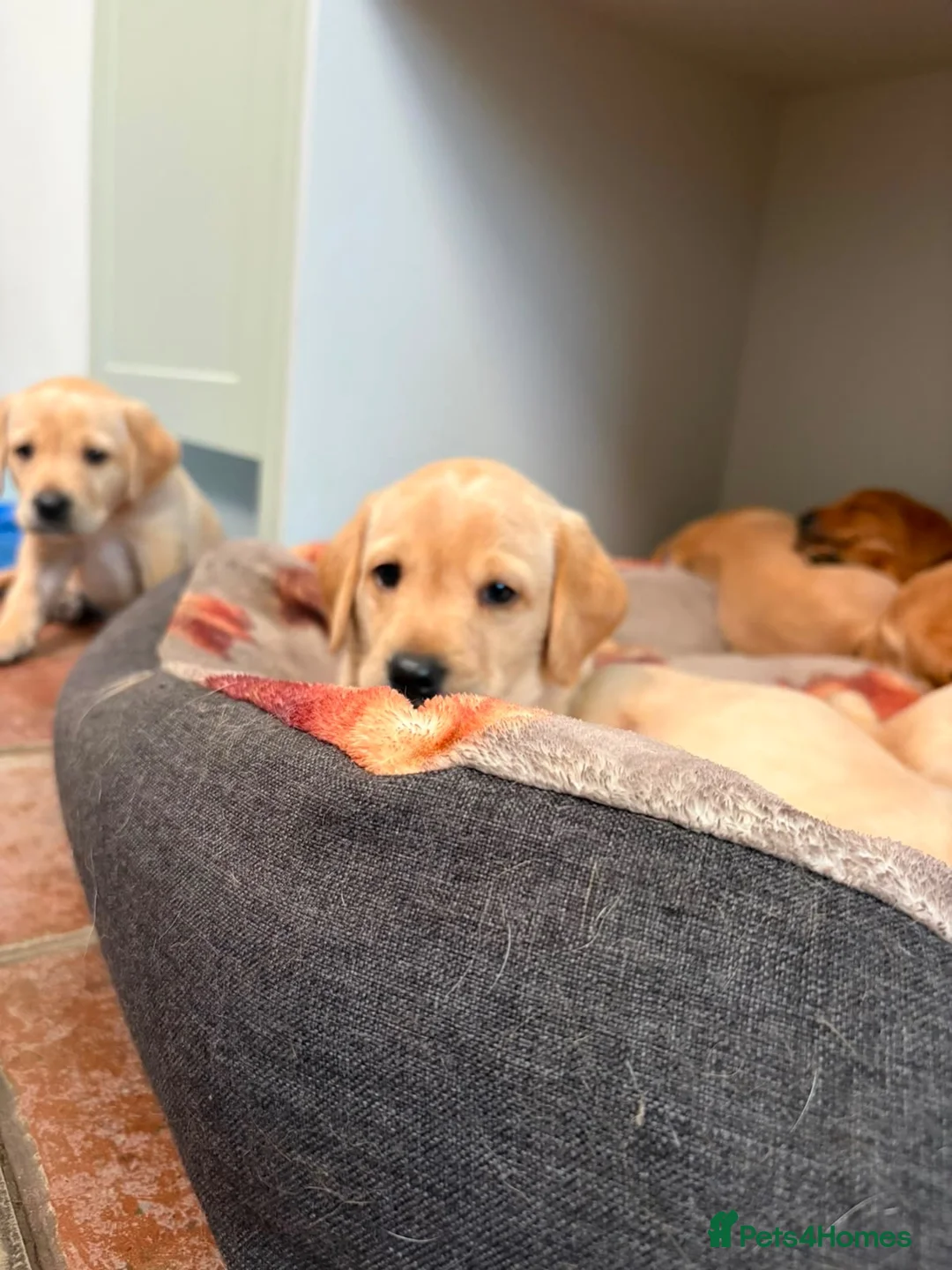 Labrador Retriever dogs for sale: Yellow KC, health tested Labradors  - Advert 1