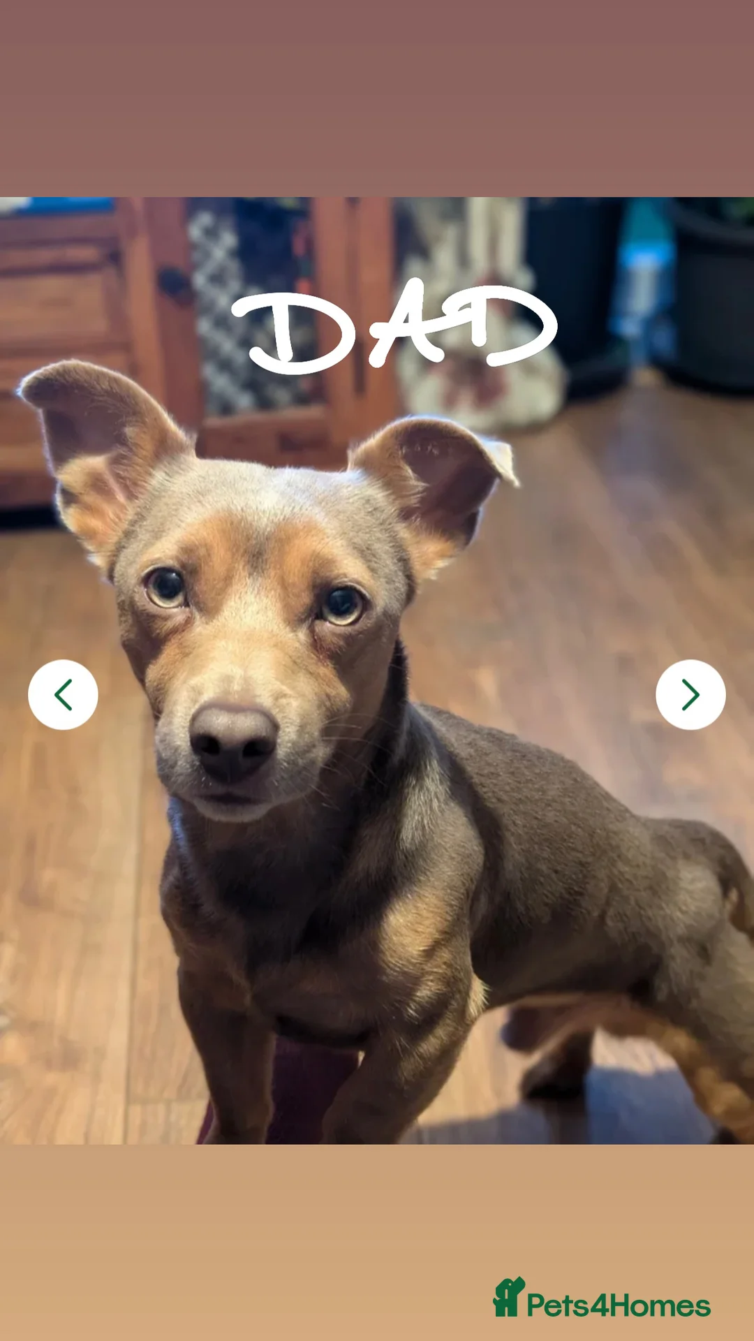 Jack Russell dogs for sale: Miniature Jack Russell Puppies 🐾 - Advert 2