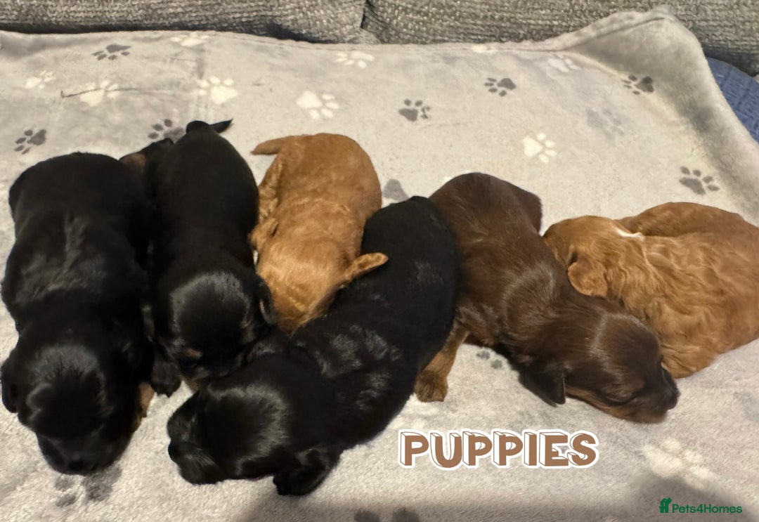 Cavapoo dogs for sale: F2 Toy Cavapoo puppies - Advert 1
