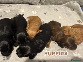 Cavapoo dogs F2 Toy Cavapoo puppies - Advert 1