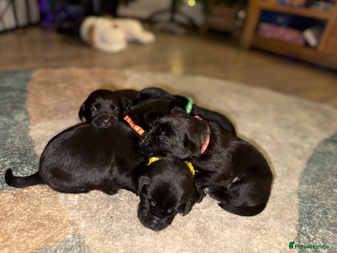 Labrador Retriever dogs for sale: Labrador X Boxerdore puppies  - Advert 10