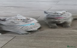 British Shorthair cats for sale: *LAST KITTEN READY NOW STUNNING BLUE BOY* - Image 5
