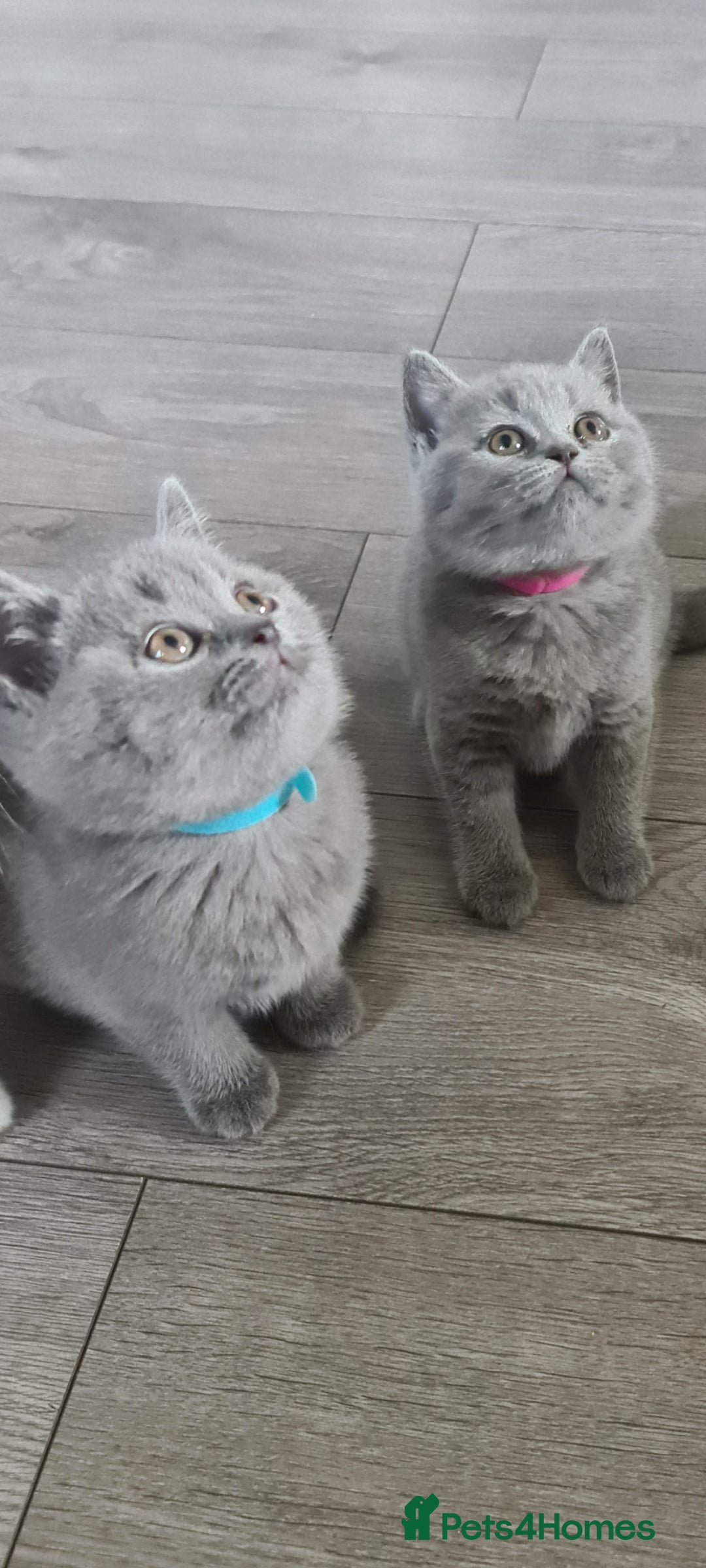 British Shorthair cats for sale: *LAST KITTEN READY NOW STUNNING BLUE BOY* - Image 5
