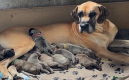 Great Dane dogs for sale: Beautiful fawn Great Dane puppies  - Image 12