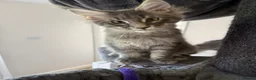 Maine Coon cats for sale: Mainecoone kitten  in Telford - Advert 8