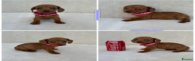 Miniature Dachshund 5