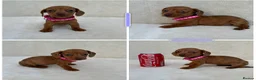 Miniature Dachshund dogs for sale: Dachshund puppies 3 boys 3 girls KC registered - Advert 25