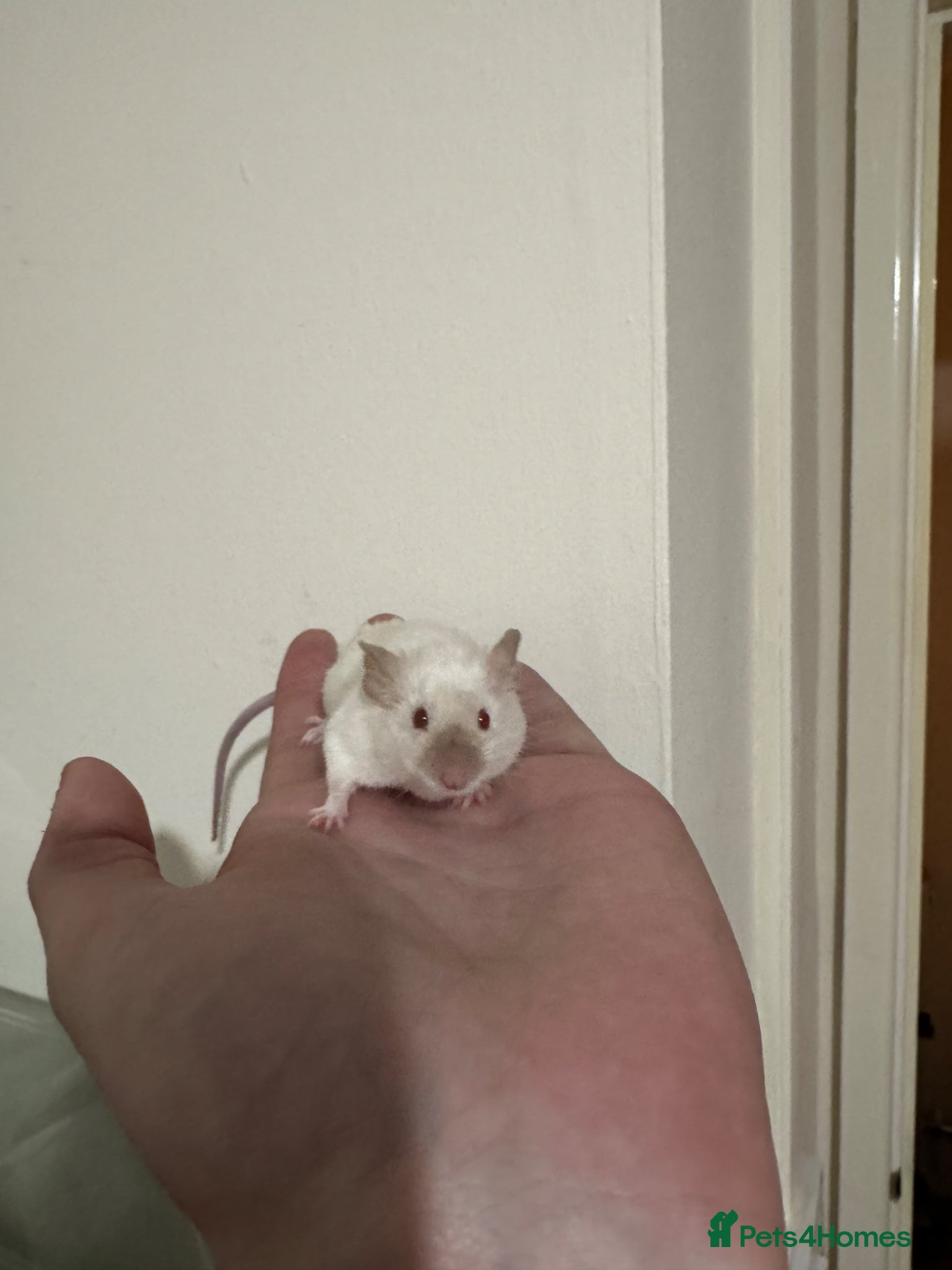 Mouse rodents Mice for rehoming  - Advert 1