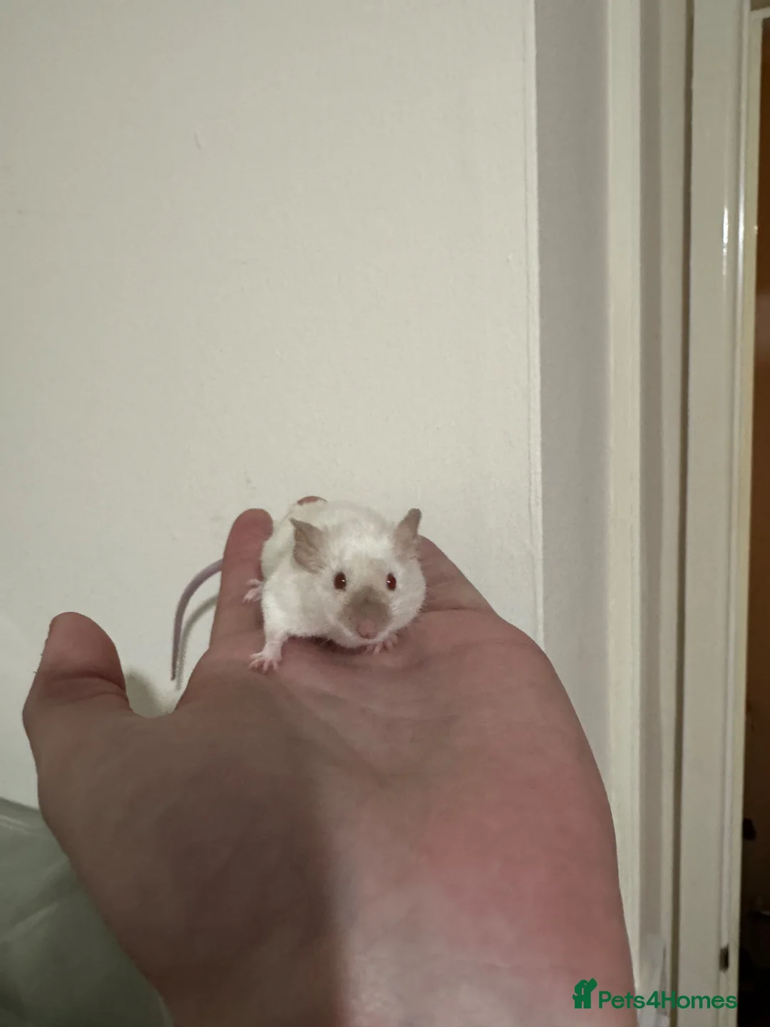 Mouse rodents for sale: Mice for rehoming  - Advert 1