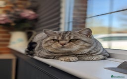 Scottish Fold cats for stud: Stud Available  in Derby - Image 4