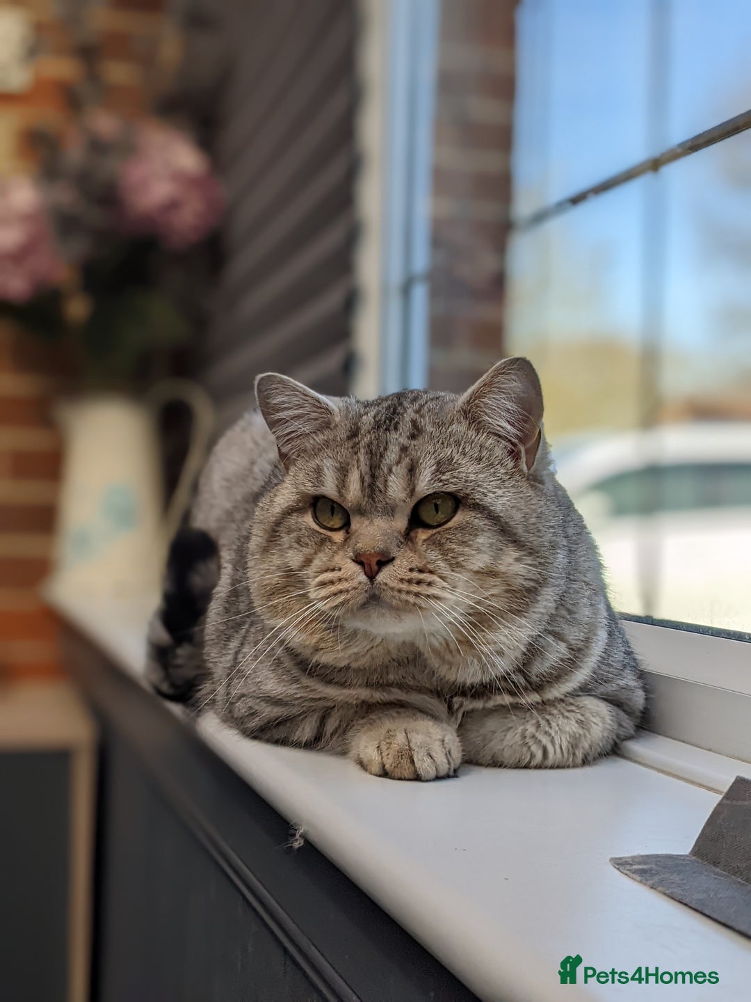 Scottish Fold cats for stud: Stud Available  in Derby - Image 4