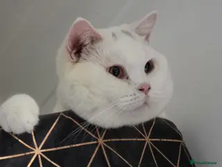 British Shorthair cats BSH White Boy GCCF registered โ proven stud - Advert 3