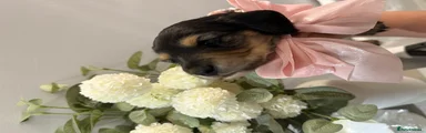 Miniature Dachshund Puppy 3