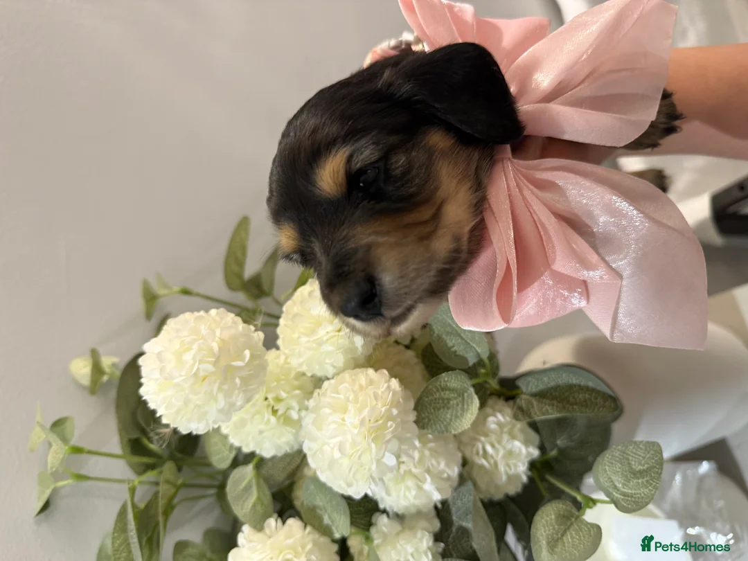 Miniature Dachshund dogs for sale: KC Registered Miniature Dachshund Puppies🤎 - Advert 13