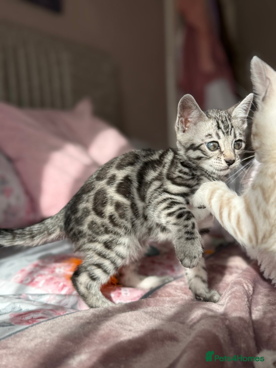 Bengal cats for sale: ⭐️Divine silver black spotted tabby bengal ⭐️ - Advert 34