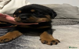 Rottweiler dogs for sale: Rottweiler puppies - Image 6