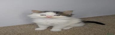 Maine Coon Kitten 2