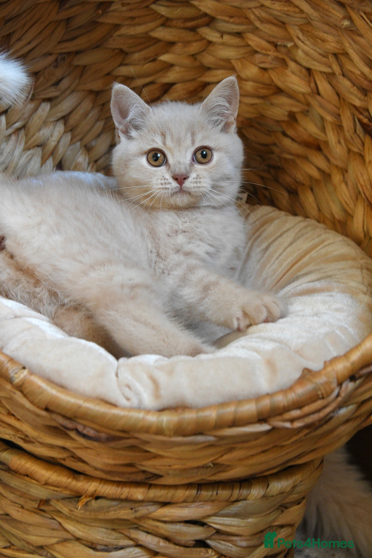 British Shorthair cats Stunning Cream British Shorthair girl - Advert 1