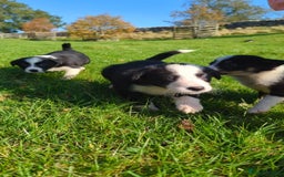 Border Collie dogs for sale: Border collie pups for sale - Image 2