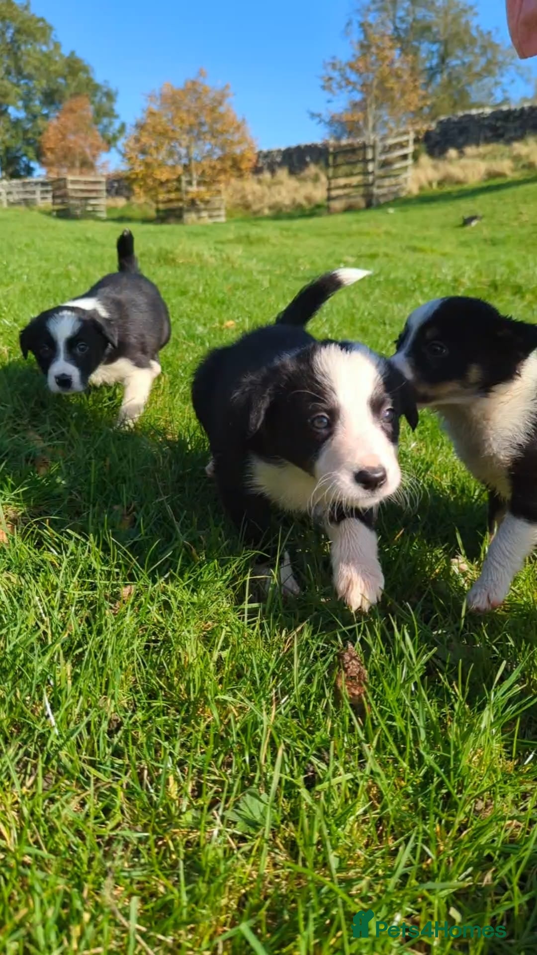 Border Collie dogs for sale: Border collie pups for sale - Image 2