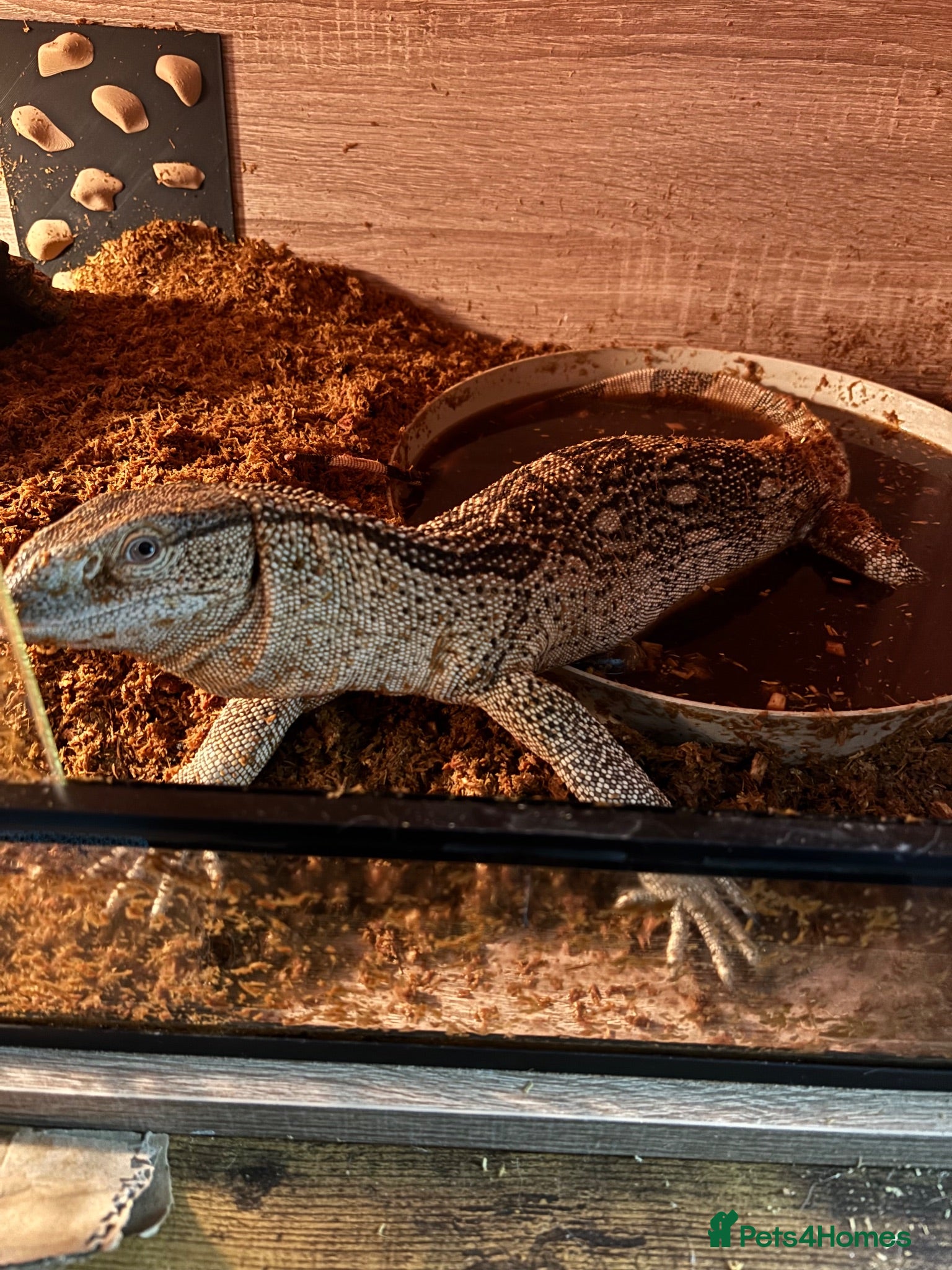 Monitor reptiles White throat monitor - Advert 1