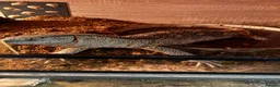 Monitor reptiles for sale: White throat monitor - Advert 1