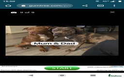 Mixed Breed dogs for sale: Loki 8 months old - Image 1